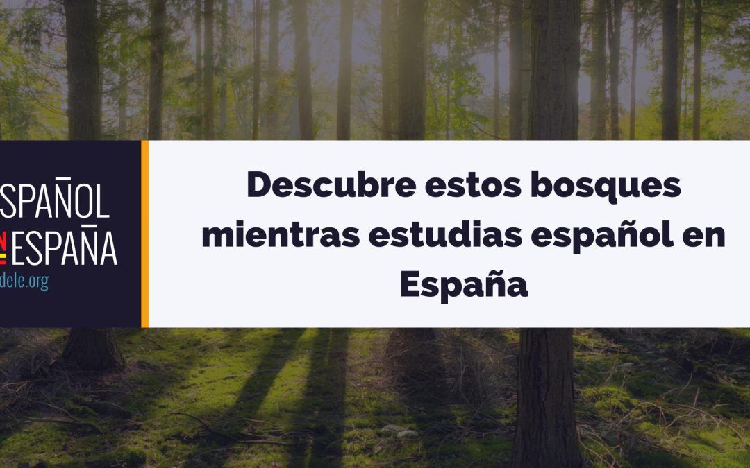 Descubre estos bosques mientras estudias español en España
